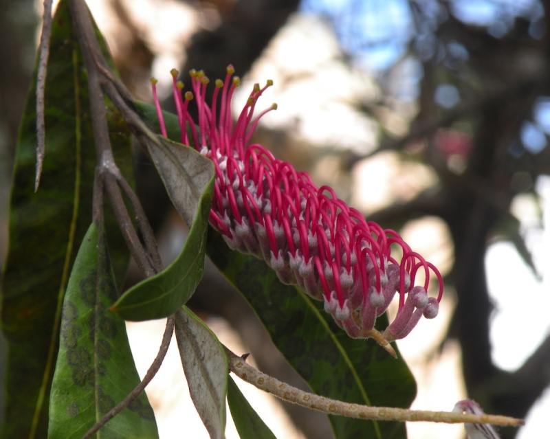 Another Amazing Grevillea 1